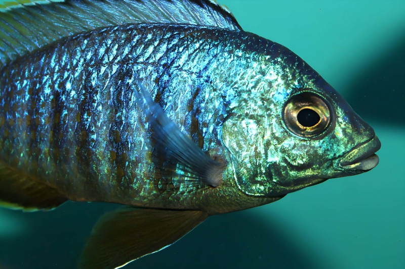 Placidochromis sp. 'jalo' Jalo Reef
